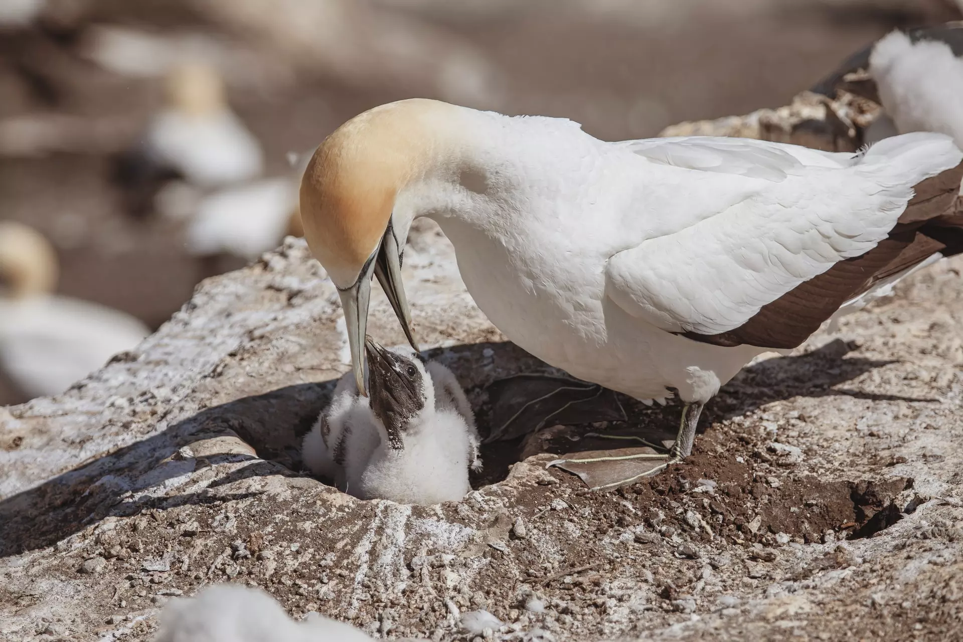 Laugharne Attractions - Bird watching